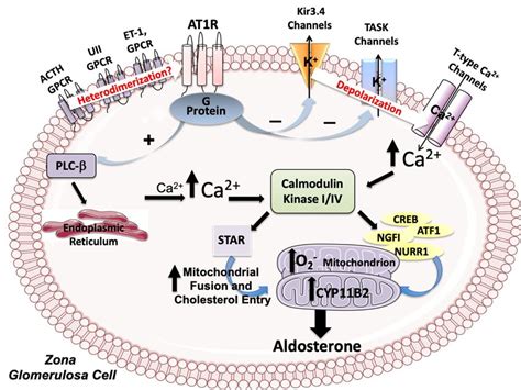 Molecular Pathways Modulated By Ang Ii In Adrenal Zona Glomerulosa