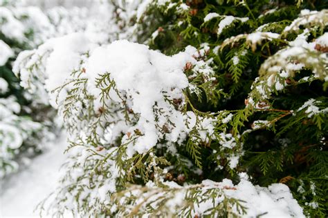 Kostenlose Foto Baum Natur Wald Ast Schnee Winter Wei Blatt