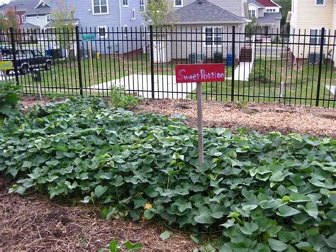 Patate Douce Plantation Culture R Colte Au Potager Promesse De Fleurs