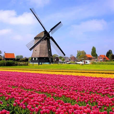 Holland Tulips Wallpapers - Top Free Holland Tulips Backgrounds ...