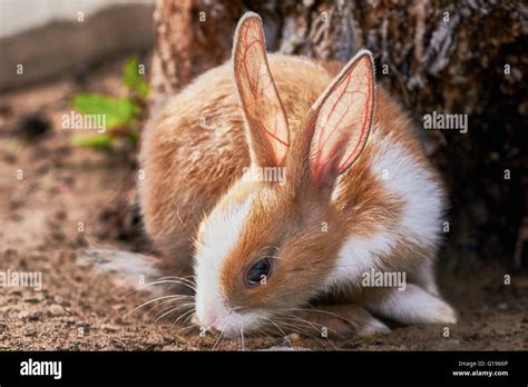 Brown And White Rabbit Sniffing The Ground Stock Photo Alamy