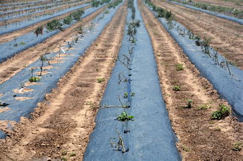 High Tunnel Value Proven In High Plains Vegetable Production Agrilife