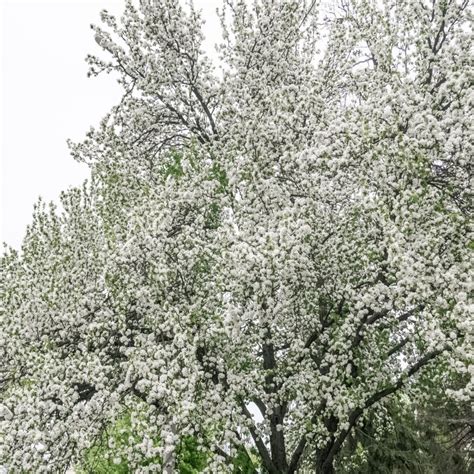 Crab Apple Malus Sylvestris Trees R J Trees And Hedging