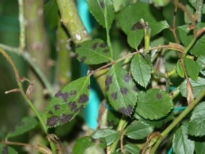 Mancha Negra Del Rosal Marssonina Rosae