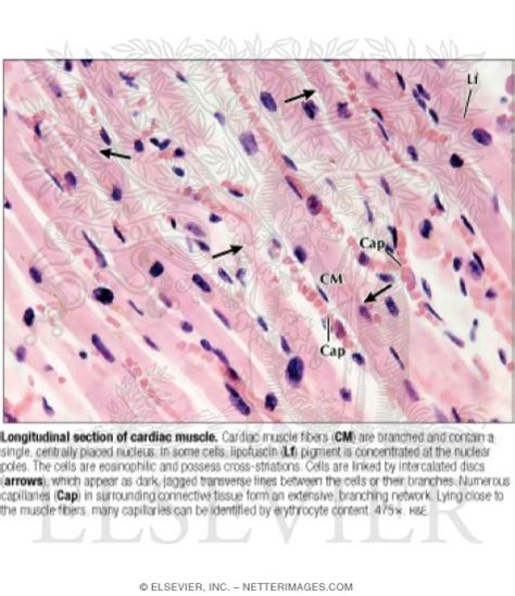 Cardiac Muscle Labeled