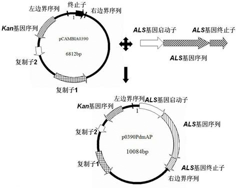 一种含完全植物来源的选择报告基因表达框的载体构建方法及应用与流程