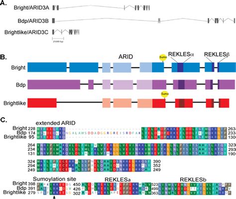 characterization    arid family transcription factor brightlike
