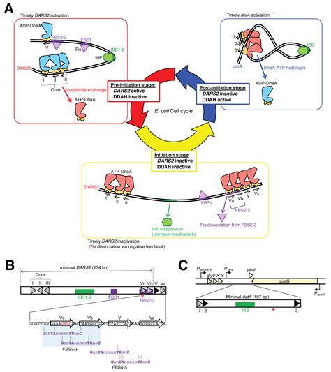 IJMS Free Full Text IHF And Fis As Escherichia Coli Cell Cycle