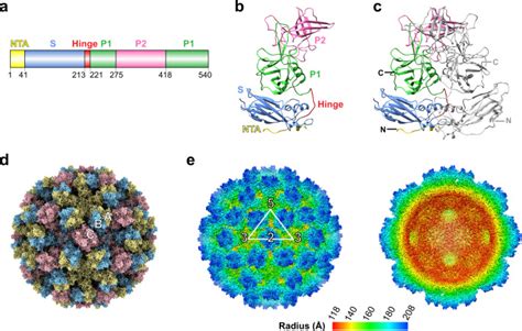 Atomic Structure Of The Predominant GII 4 Human Norovirus Capsid