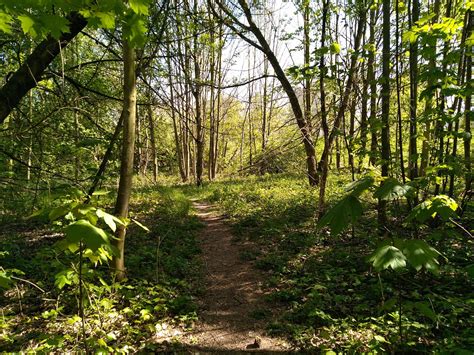 Bosque Verde Manera Camino Foto Gratis En Pixabay Pixabay