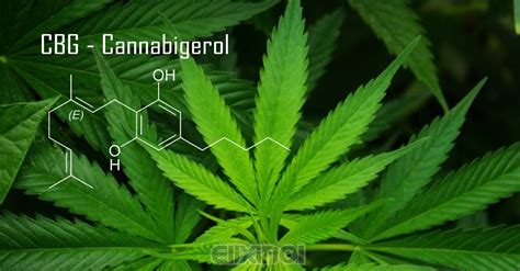 Exploring Cannabigerol Cbg The Hidden Gem Of Cannabinoids