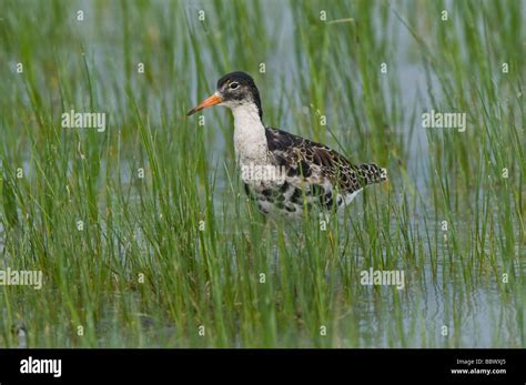 Ruff Philomachus Pugnax Stock Photo Royalty Free Image 24541277 Alamy