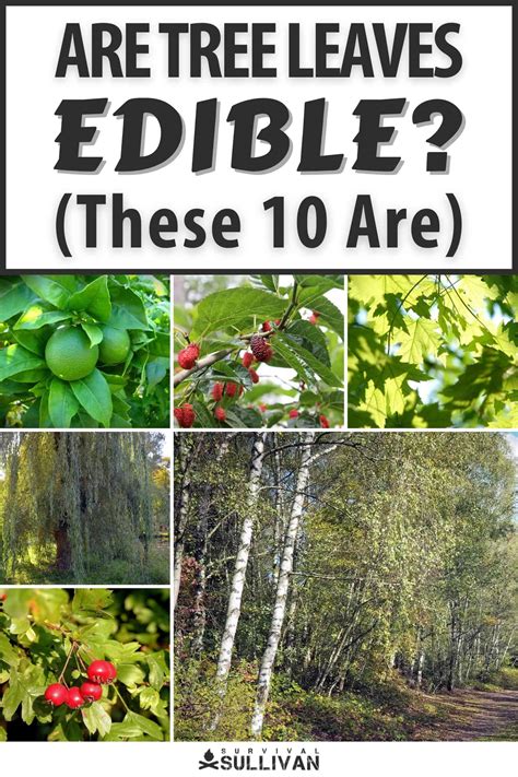 Are Tree Leaves Edible? Can You Eat Them? These 10 Are