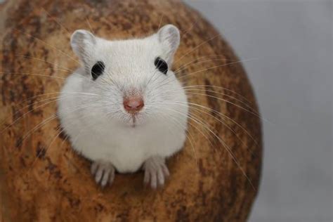 Types Of Gerbil Breeds: An Overview (With Pictures) Pet, 46% OFF