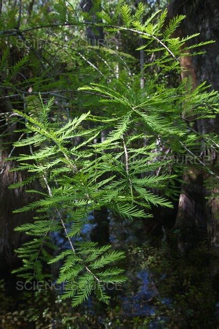 Photograph | Bald Cypress Leaves | Science Source Images