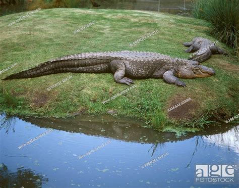 Mississippi-Alligator-(Alligator-mississippiensis), Stock Photo ...