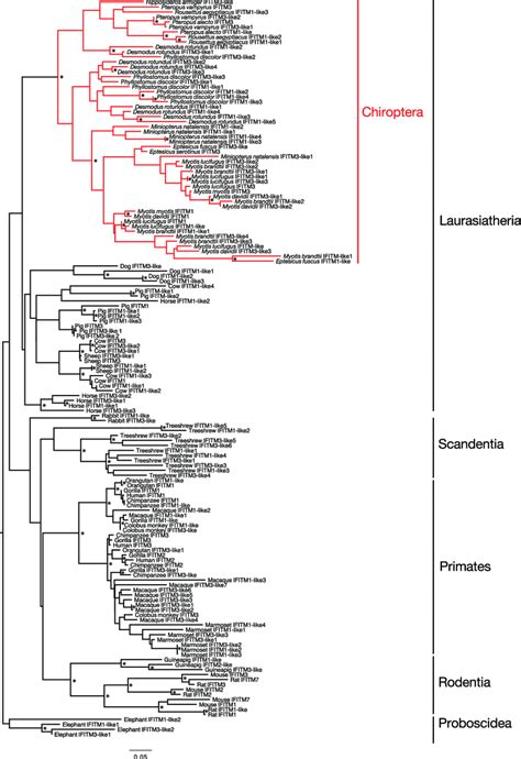 Evolutionary History Of Mammalian Ifitm Genes The Phylogeny Represents