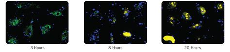 Label It Tracker Intracellular Nucleic Acid Localization Kit Cy