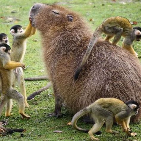 King capybara
