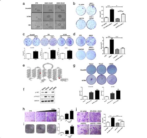 Angii Promotes Ovarian Cancer Mcs Formation And Cell Migration A