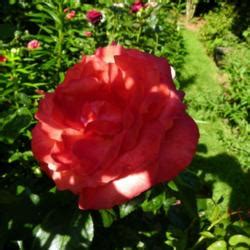 Rose Rosa Hot Cocoa In The Roses Database Garden Org