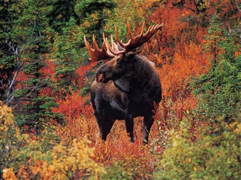 Fall Animal Wallpapers Top Free Fall Animal Backgrounds Wallpaperaccess