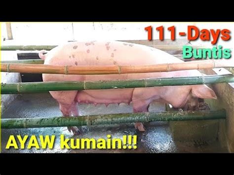 Days Isa Sa Problema Ng Buntis Na Baboy Ayaw Kumain Youtube