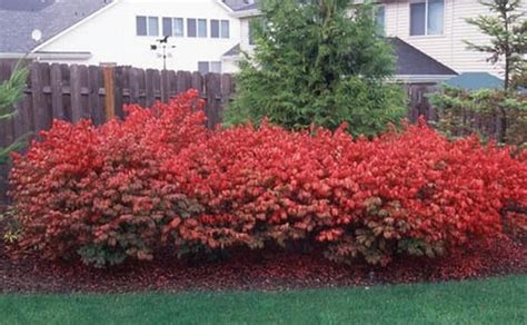 Dwarf Burning Bush 10 Bare Root Plants Euonymus Alatus Hardy Etsy