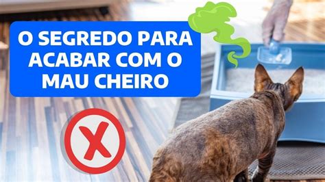 COMO EVITAR MAU CHEIRO NA CAIXA DE AREIA DO GATO ELIMINE O ODOR NA