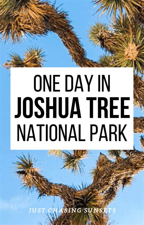 A Day Trip To Joshua Tree Cant Miss Activities In Joshua Tree