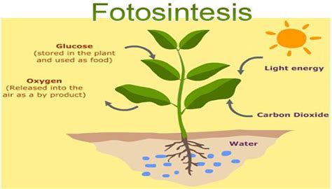 How Do Plants Store Glucose - Riset