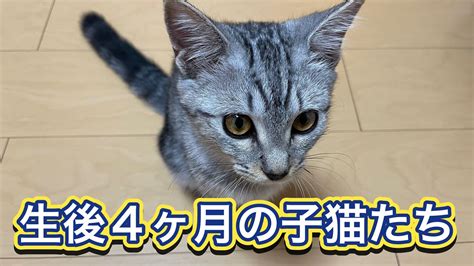 【生後4ヶ月の子猫たち】にゃんにゃんパワー全開！！！！！ Youtube