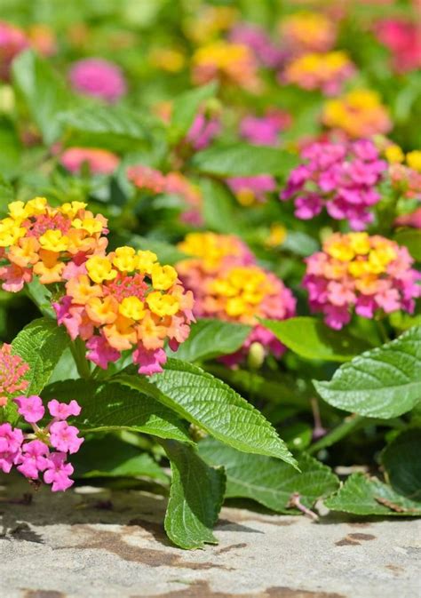 Plantas De Exterior Con Flor Todo El A O F Ciles De Cuidar