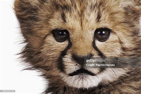 Cheetah Cub Against White Background Closeup High-Res Stock Photo - Getty Images