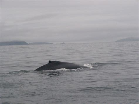 Whales Dolphins Basking Shark Puffins Blasket Islands Dingle Ireland