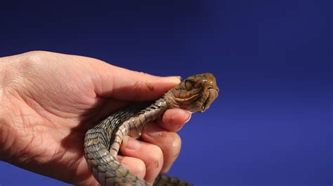 Diary Of A Snake Bite Death Science Friday