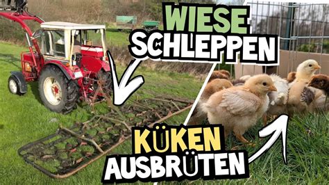 Ersteinsatz Der Wiesenschleppe Vom Ei Zum K Ken K Ken Ausbr Ten