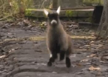 Goat GIF - Find & Share on GIPHY