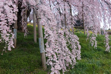 2023年 滝桜の状況（4月2日）700頃 Find！三春 【みはる観光協会～福島県三春町】