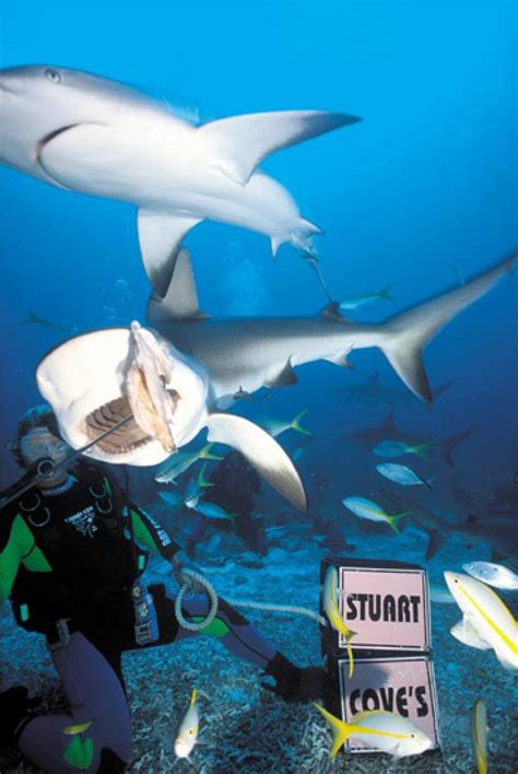 An Island By Island Guide To Bahamas Diving Scuba Diving