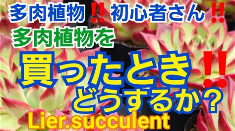 【多肉植物】【ガーデニング】多肉初心者さん🔰必見‼️多肉植物を買ったとき‼️どうするか⁉️2021年6月9日 Youtube