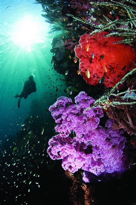 Top 100 Destination: Diving in Raja Ampat | Scuba Diving