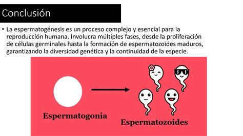 Espermatog Nesis Concepto Fases Y Conclusion Pptx Descarga Gratuita