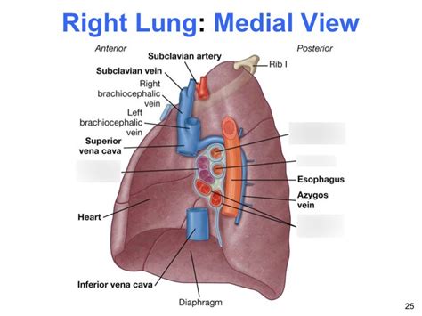 Right Lung Medial View Diagram Quizlet