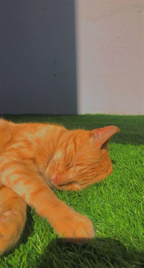 10 Cool Facts About Orange Cat Breeds Orange Cat Cat Breeds Cat Facts