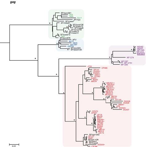 Evolutionary Relationships Of Newly Derived SFVcpz Strains In The Gag