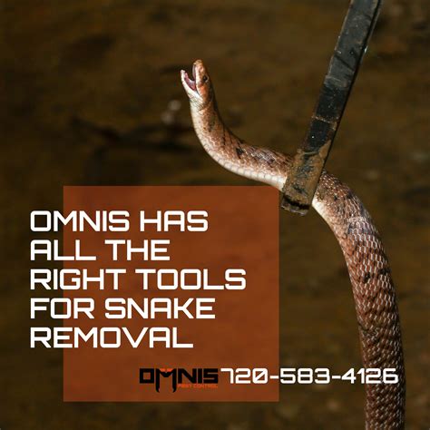 Snake Removal Tools Wildlife Control Omnis Pest Control