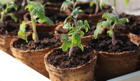 Tomates Quel Engrais Choisir Et Comment L Utiliser Jardiland