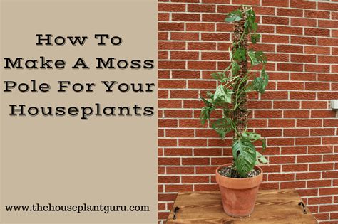 How To Make A Moss Pole For Your Houseplants The Houseplant Guru