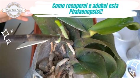 Dicas Dona Maria Como Recuperei E Adubei Esta Phalaenopsis Youtube